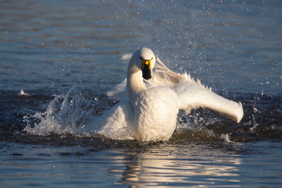 A Bewick's Blog: Winter 23/24